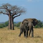 Elefantenbulle vor Baobab ....