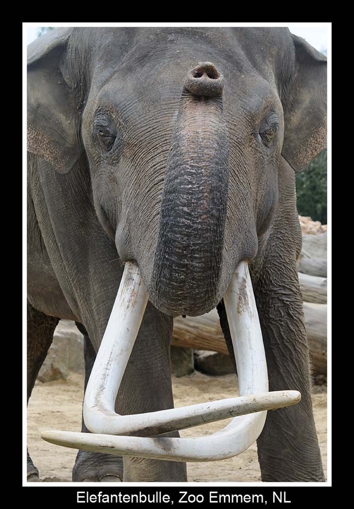 Elefantenbulle / ZOO Emmen NL