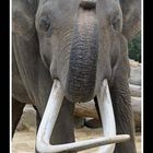 Elefantenbulle / ZOO Emmen NL