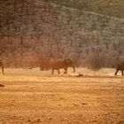 Elefantenbullen auf dem abendlichen Weg zum Schlafplatz