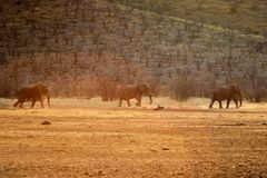 Elefantenbullen auf dem abendlichen Weg zum Schlafplatz