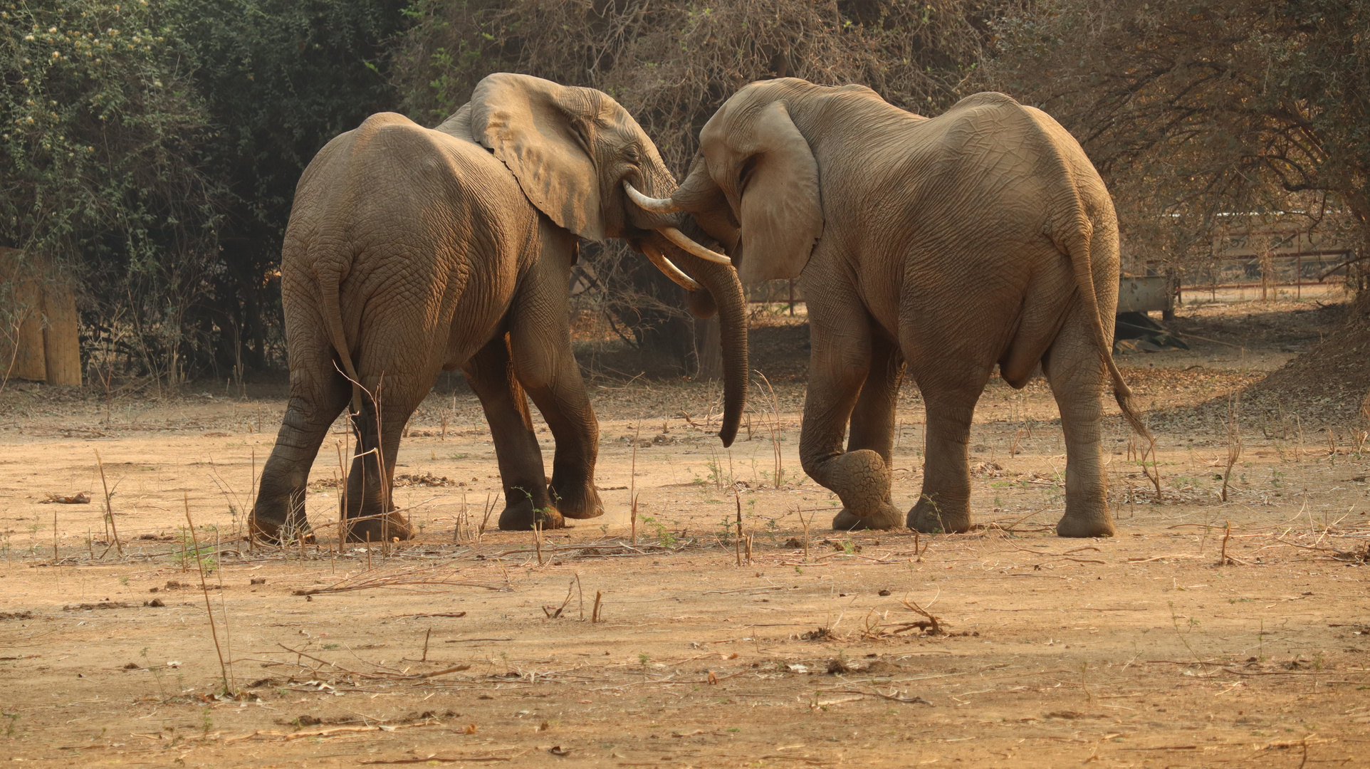 Elefantenbullen - Mana Pools