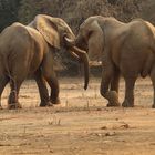 Elefantenbullen - Mana Pools