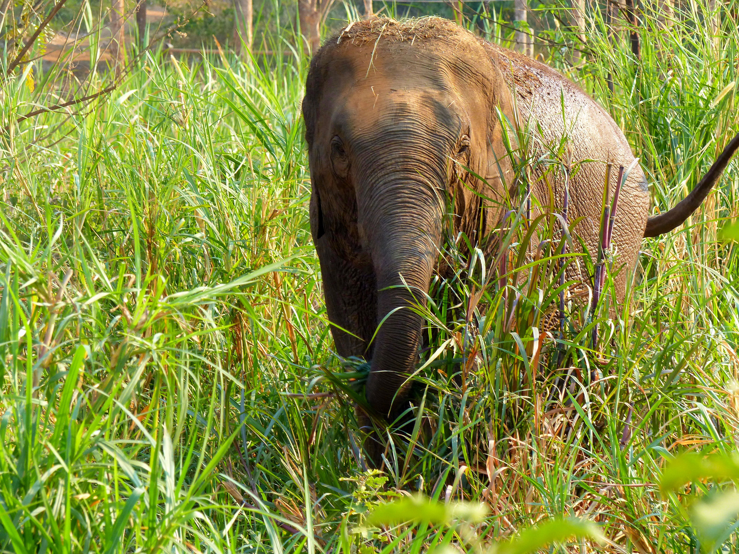 Elefantencamp in Chiang Mai