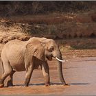 " Elefantencrossing am Uaso Nyiro-Fluss "