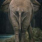 "Elefantendame"