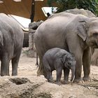 Elefantendamen