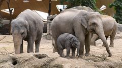 Elefantendamen