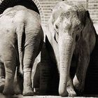 Elefantendoppel