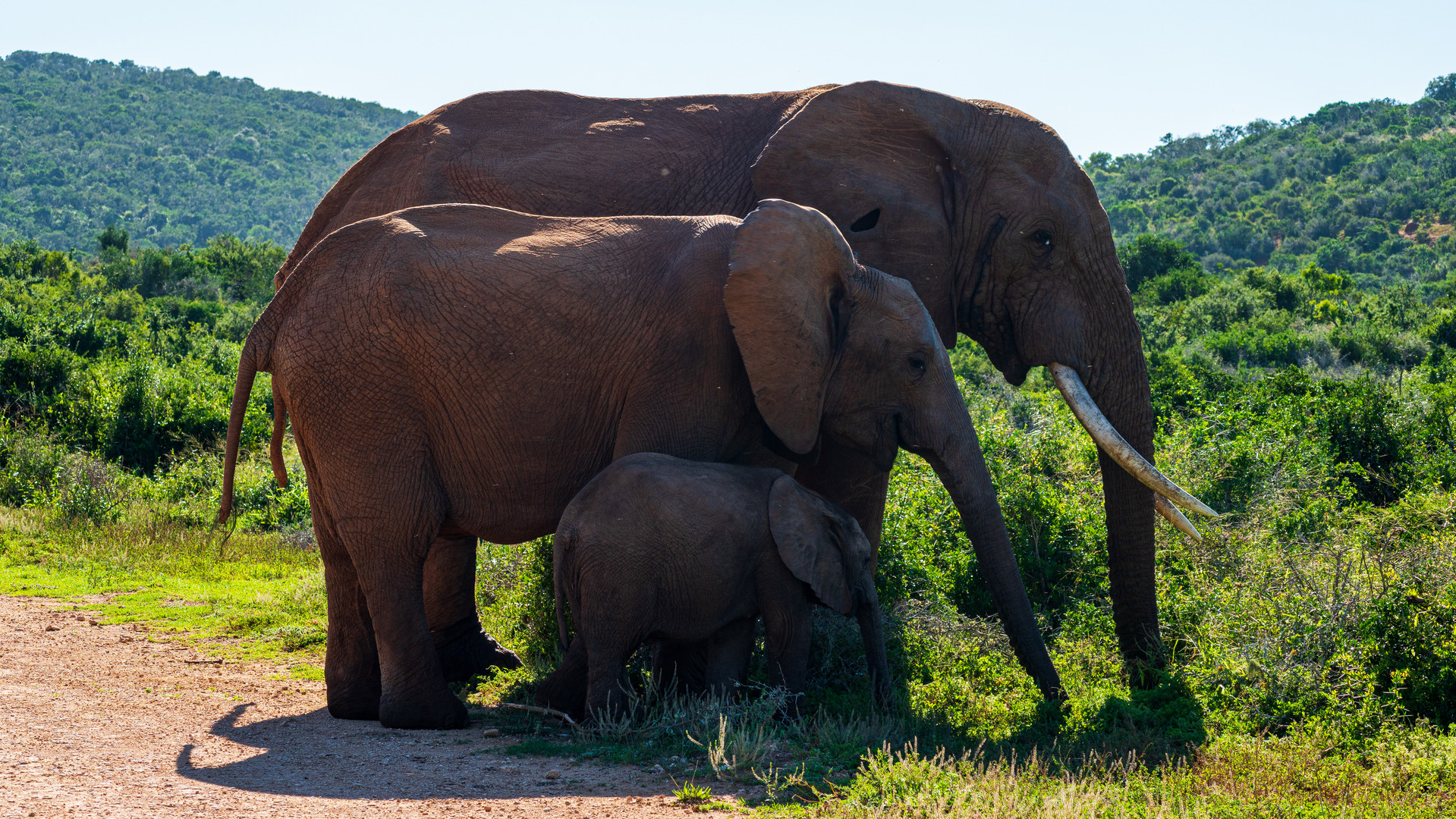 Elefantenfamilie, Addo Elephant Park, Südafrika