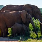 Elefantenfamilie, Addo Elephant Park, Südafrika