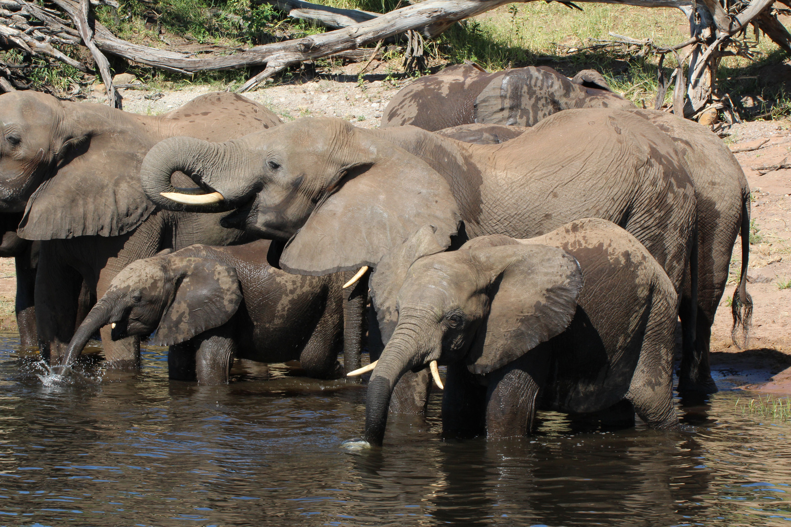 Elefantenfamilie am Chobe Fluß