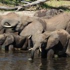 Elefantenfamilie am Chobe Fluß