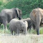 Elefantenfamilie am Wasserloch