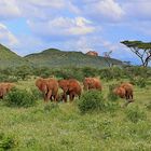 Elefantenfamilie auf dem Weg zum Wasserloch
