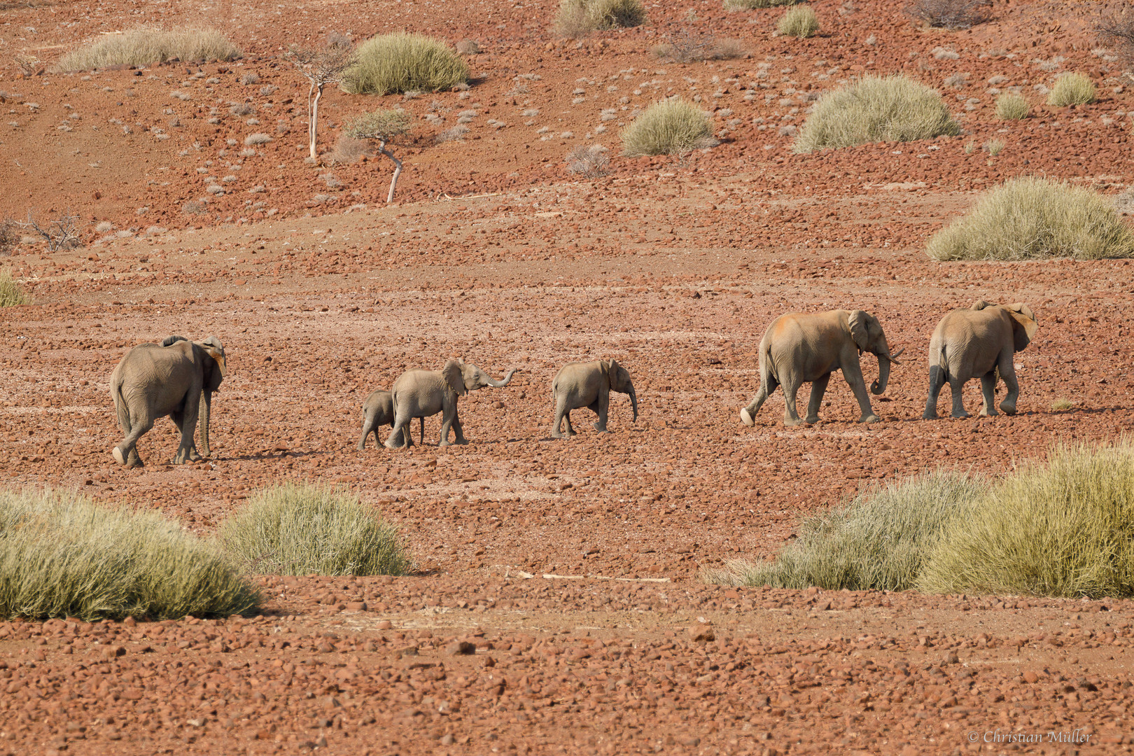 Elefantenfamilie auf Gelände der Palmwag Lodge