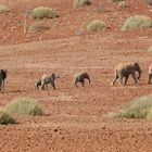 Elefantenfamilie auf Gelände der Palmwag Lodge