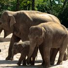 Elefantenfamilie beim Spazieren
