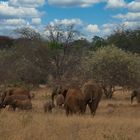 Elefantenfamilie