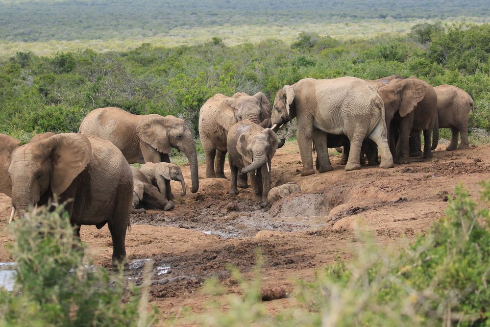 Elefantenfamilie Foto & Bild | tiere, wildlife, säugetiere Bilder auf