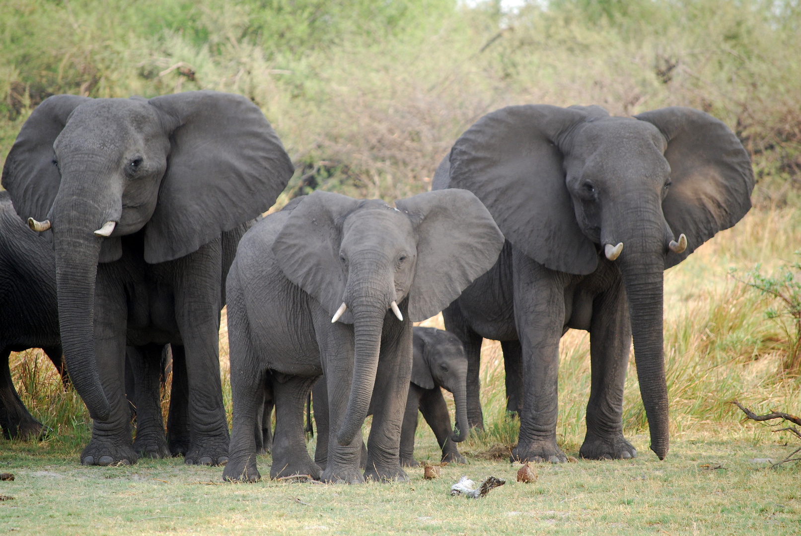 Elefantenfamilie im Bwabwata-Nationalpark