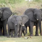 Elefantenfamilie im Bwabwata-Nationalpark