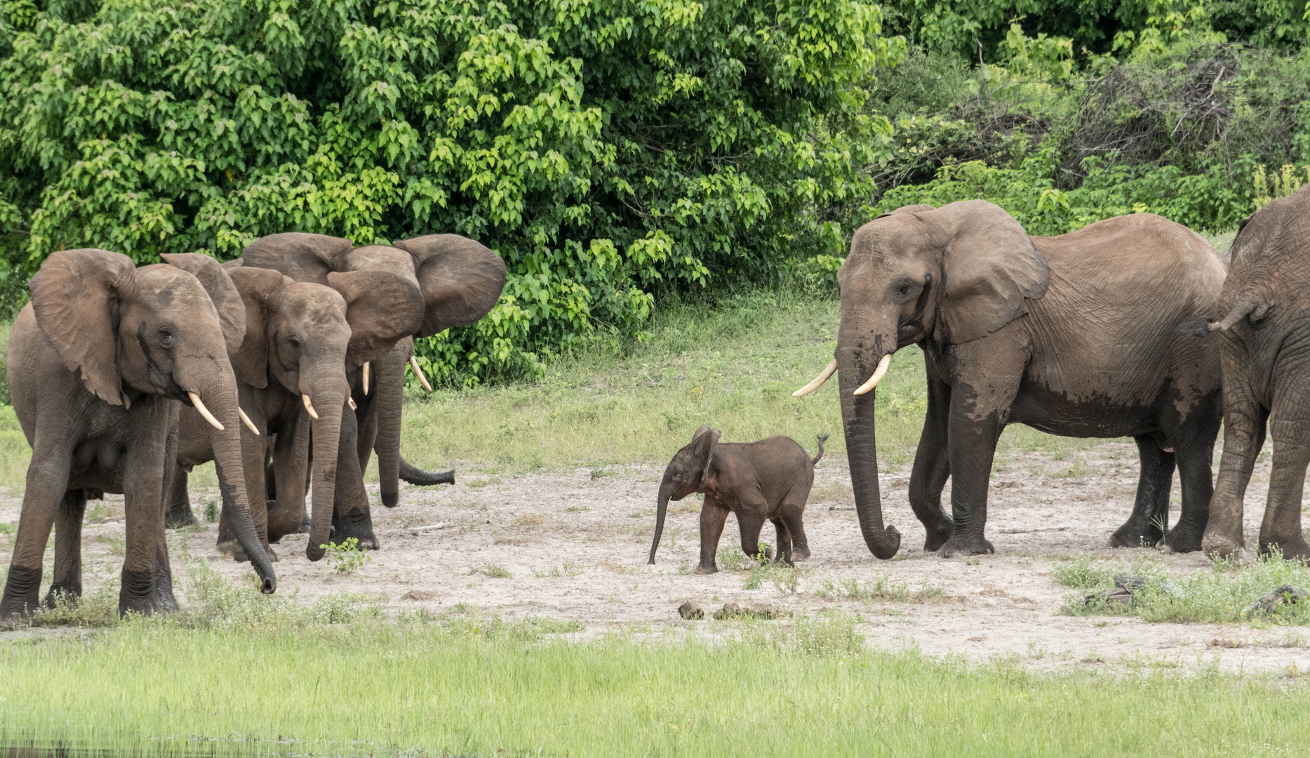 Elefantenfamilie im Chobe-Nationalpark, Botswana