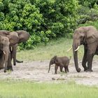 Elefantenfamilie im Chobe-Nationalpark, Botswana