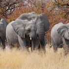 Elefantenfamilie im Etosha Nationalpark