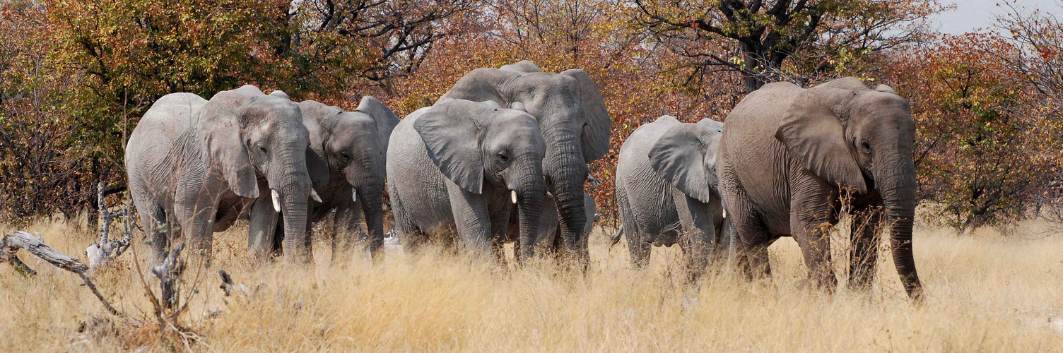 Elefantenfamilie im Etosha Nationalpark