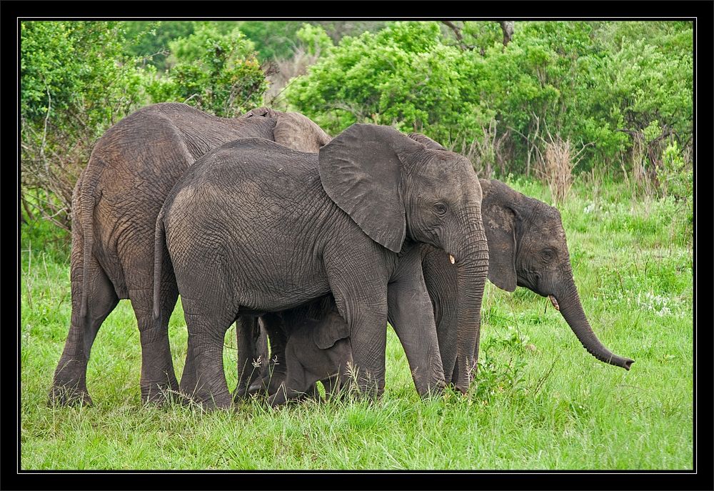 Elefantenfamilie im Hluhluwe National Park
