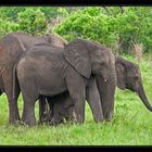 Elefantenfamilie im Hluhluwe National Park