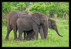 Elefantenfamilie im Hluhluwe National Park