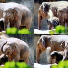 Elefantenfamilie im Kölner Zoo bei der Sanddusche