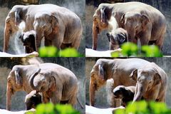 Elefantenfamilie im Kölner Zoo bei der Sanddusche