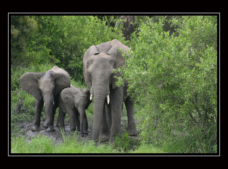 Elefantenfamilie im Krüger National Park