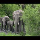 Elefantenfamilie im Krüger National Park