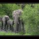 Elefantenfamilie im Krger National Park