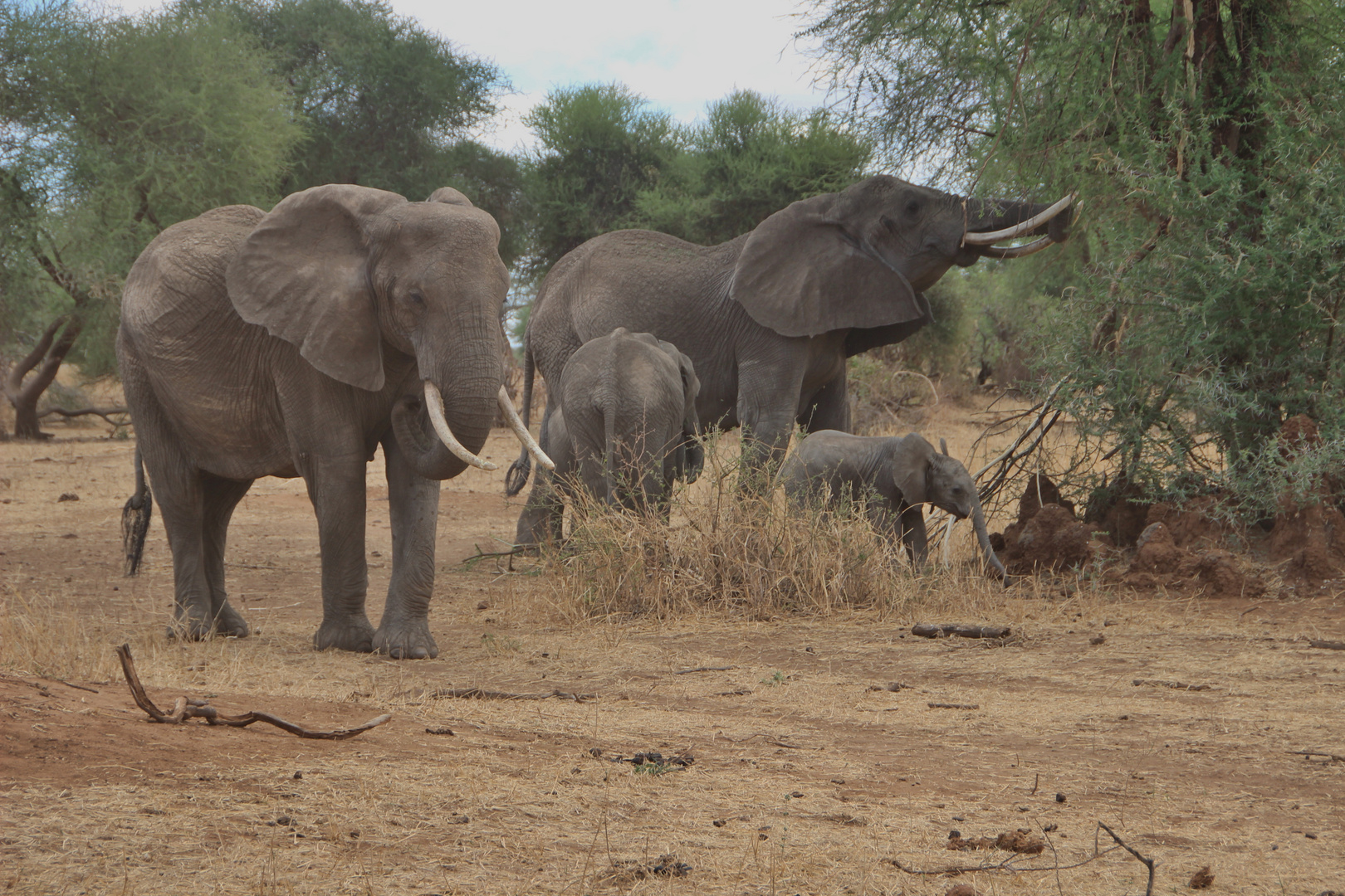 Elefantenfamilie im Tarangire Nationalpark  -  Tanzania (Okt. 2014)