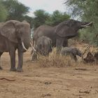 Elefantenfamilie im Tarangire Nationalpark  -  Tanzania (Okt. 2014)