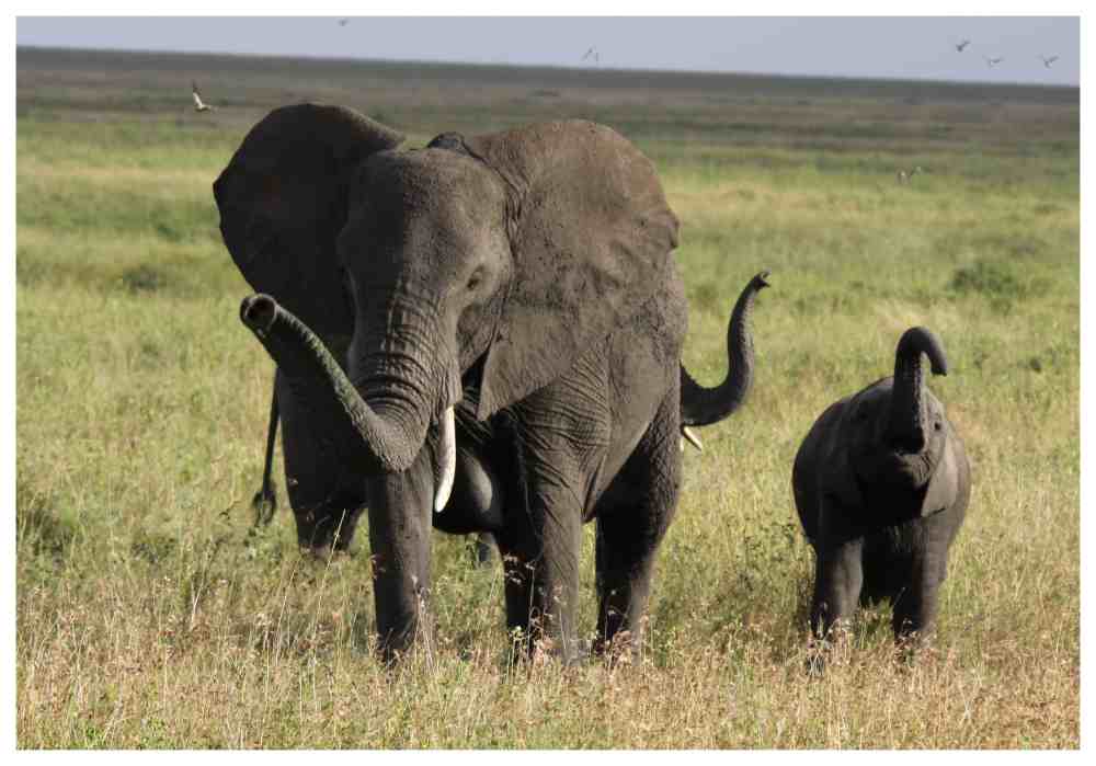 Elefantenfamilie in der Serengeti