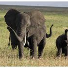 Elefantenfamilie in der Serengeti