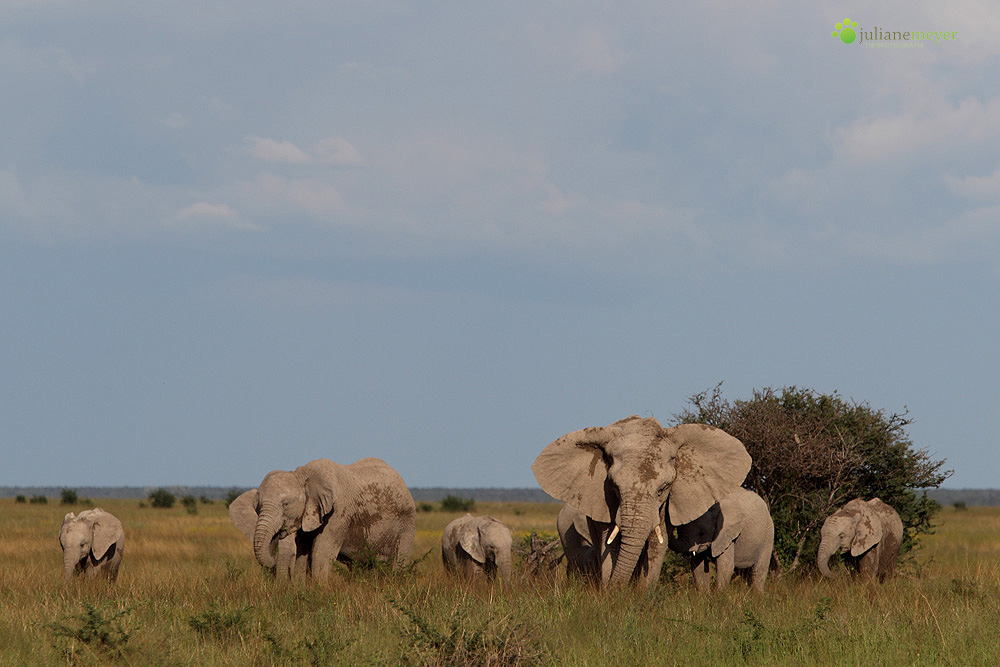 Elefantenfamilie in Namibia