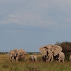 Elefantenfamilie in Namibia