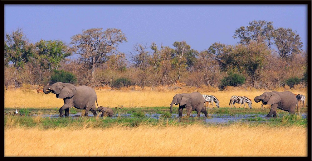 Elefantenfamilie, Moremi Game Reserve, Botswana