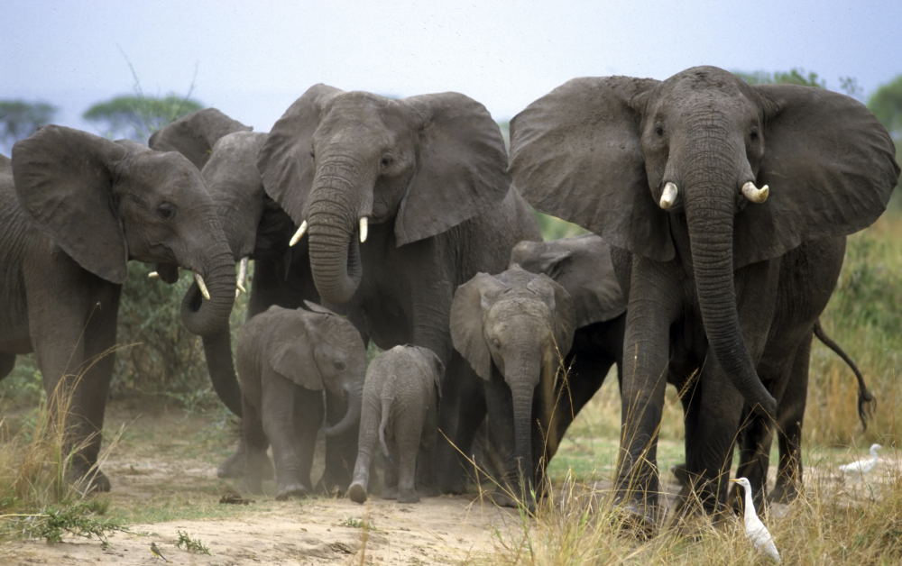 Elefantenfamilie Queen Elisabeth Nationalpark Uganda