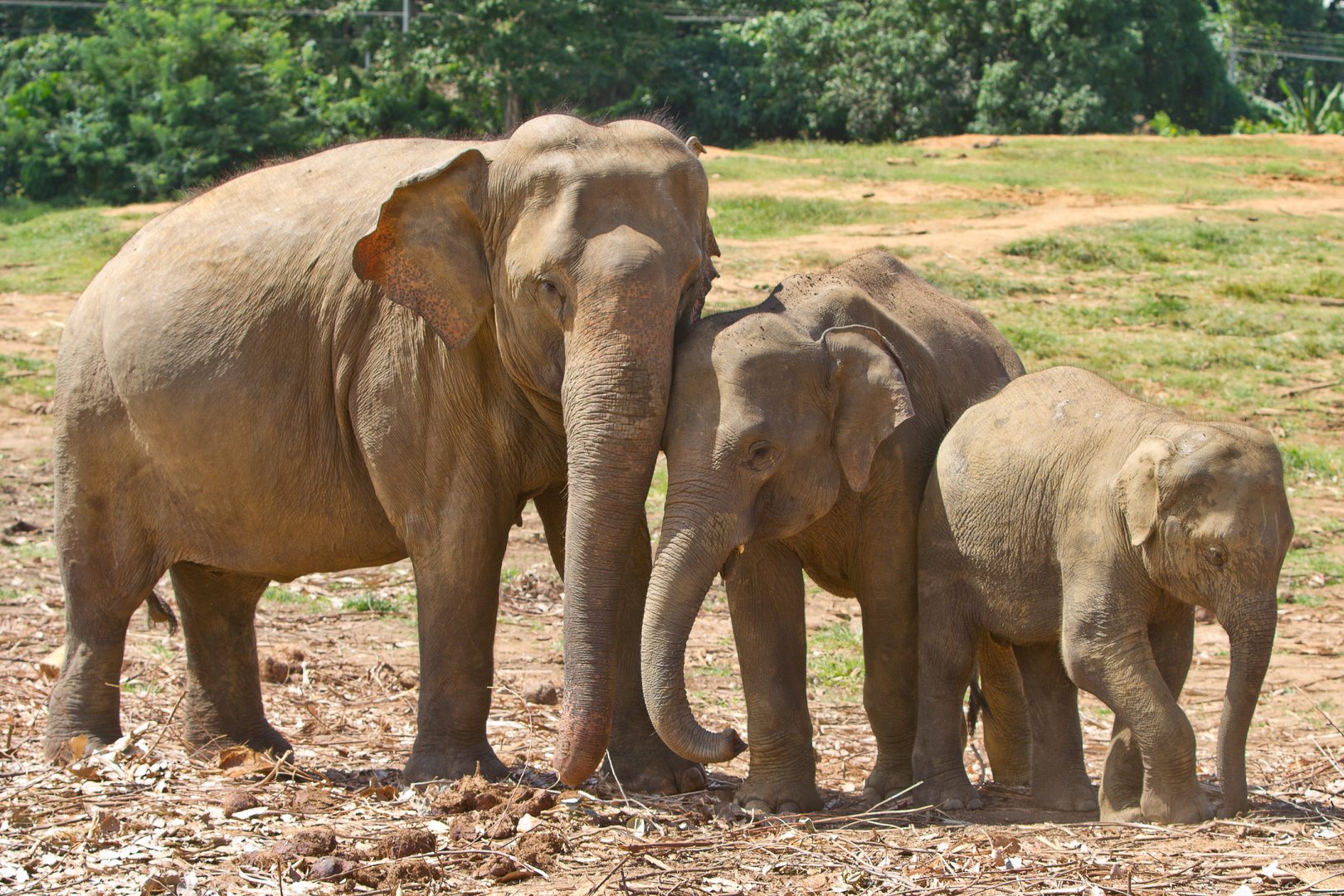 Elefantenfamilie Sri Lanka