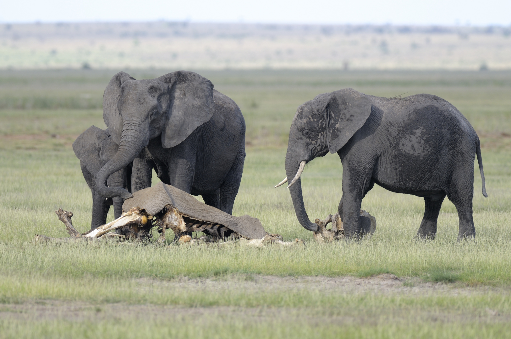 Elefantenfamilie trauert...