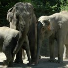 Elefantenfamilie Zoo Zürich