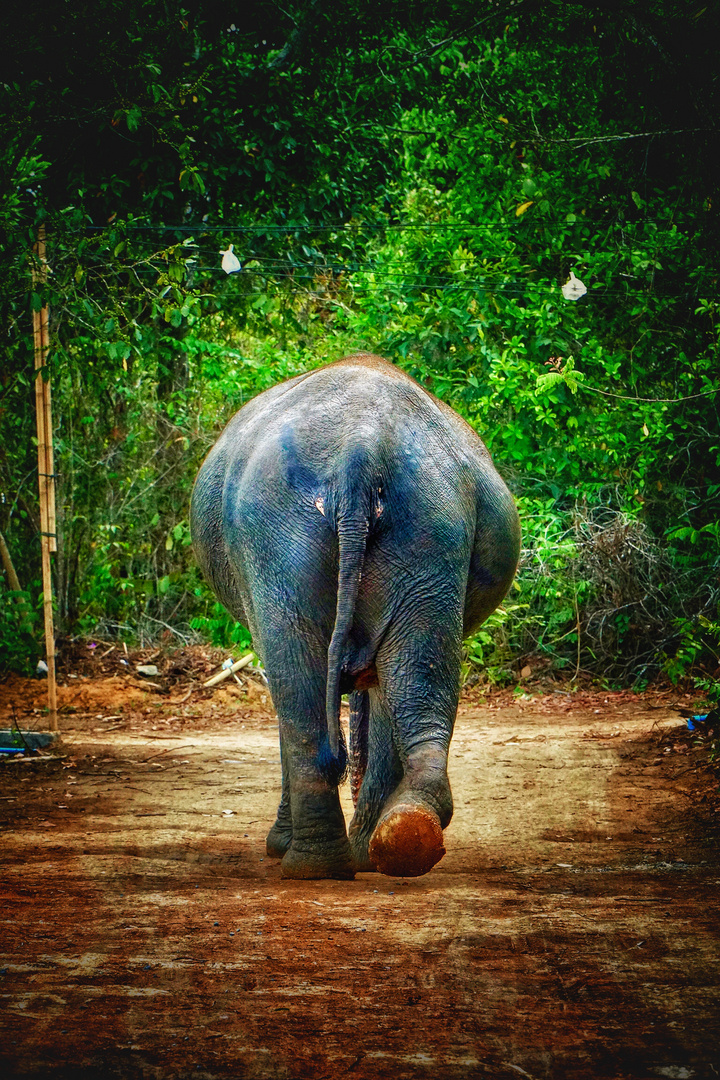 Elefantenfarm in Thailand